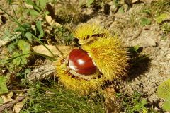 Castagne